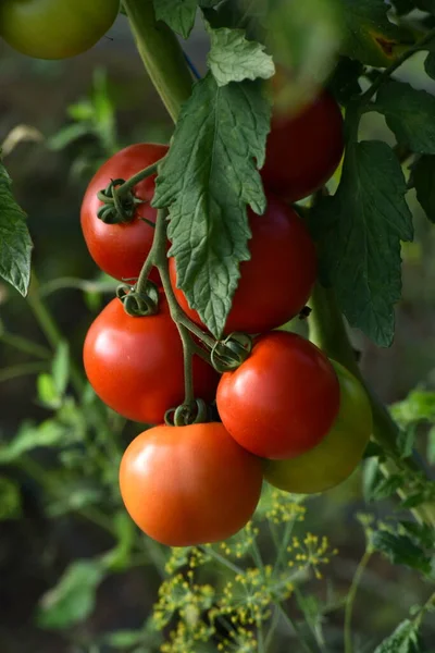 Beautiful Red Ripe Tomatoes Grown Farm Greenhouse Ripe Red Organic — Stock Fotó