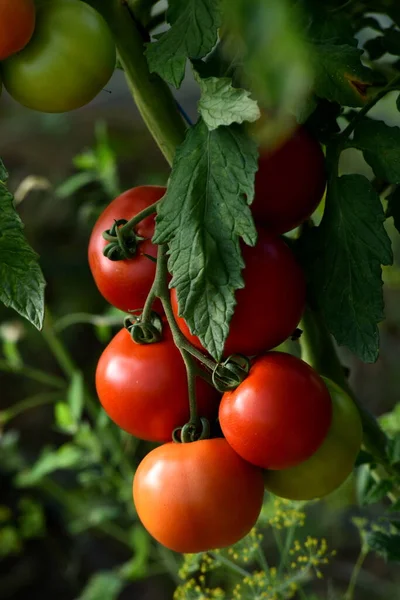 Beautiful Red Ripe Tomatoes Grown Farm Greenhouse Ripe Red Organic — Fotografia de Stock