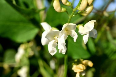 White and red bean flowers against a blue sky background. Garden beans bloom during summer
