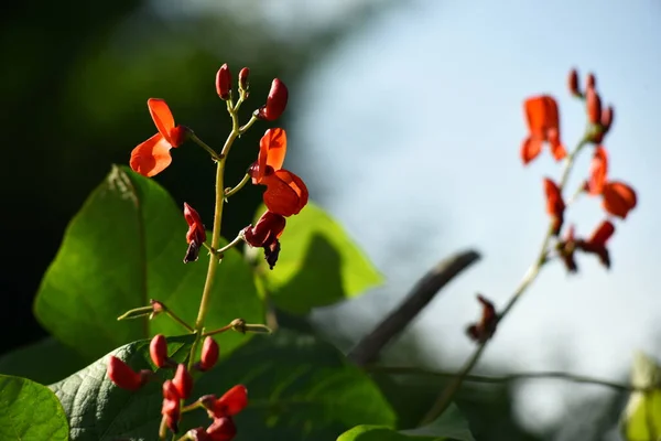 White Red Bean Flowers Blue Sky Background Garden Beans Bloom — стоковое фото