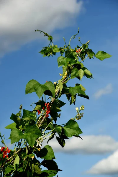 White and red bean flowers against a blue sky background. Garden beans bloom during summer