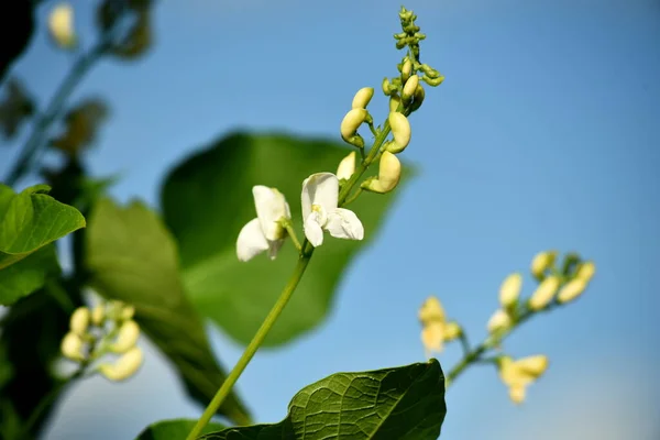 White and red bean flowers against a blue sky background. Garden beans bloom during summer