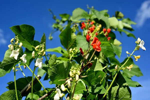 White Red Bean Flowers Blue Sky Background Garden Beans Bloom — стоковое фото