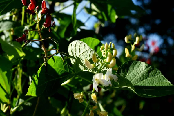 White Red Bean Flowers Blue Sky Background Garden Beans Bloom — Stock Fotó