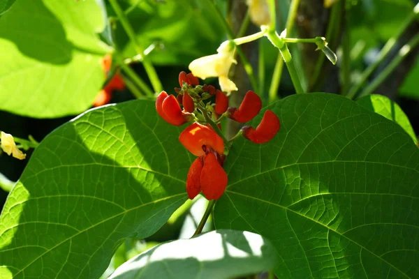 White Red Bean Flowers Blue Sky Background Garden Beans Bloom — ストック写真