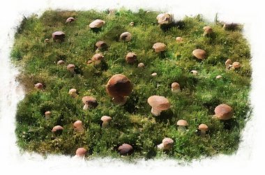 edible mushrooms, mushroom in an autumn forest. Digital watercolor painting.