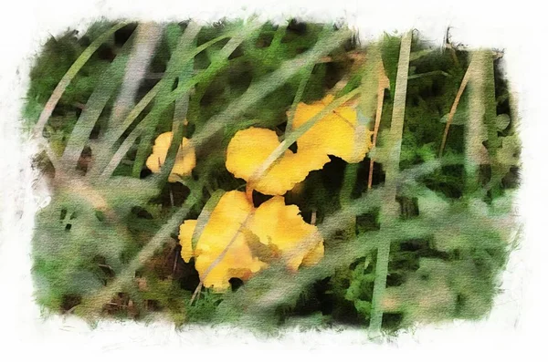 Edible Mushrooms Mushroom Autumn Forest Digital Watercolor Painting — Photo