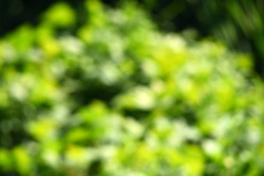 Green bokeh out of focus background from green leaves. Green blurred background at sunlight