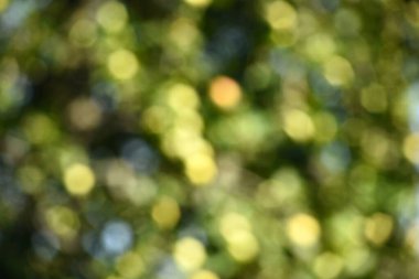Green bokeh out of focus background from green apple leaves and yellow apples