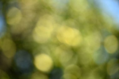 Green bokeh out of focus background from green apple leaves and yellow apples