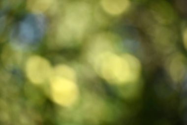 Green bokeh out of focus background from green apple leaves and yellow apples