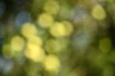 Green bokeh out of focus background from green apple leaves and yellow apples