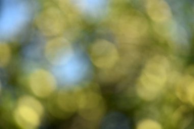 Green bokeh out of focus background from green apple leaves and yellow apples