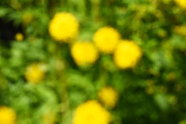 abstract summer background texture of yellow flowers in the garden. Yellow bokeh out of focus background