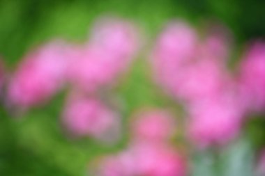 Red and pink bokeh out of focus background from green garden, Blurred flower background