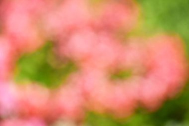 Red and pink bokeh out of focus background from green garden, Blurred flower background