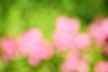 Red and pink bokeh out of focus background from green garden, Blurred flower background