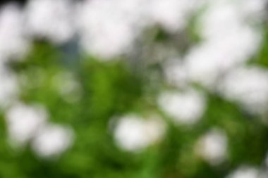 Abstract summer background texture of white flowers in the garden