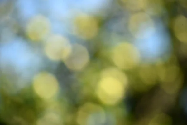 Green bokeh out of focus background from green apple leaves and yellow apples
