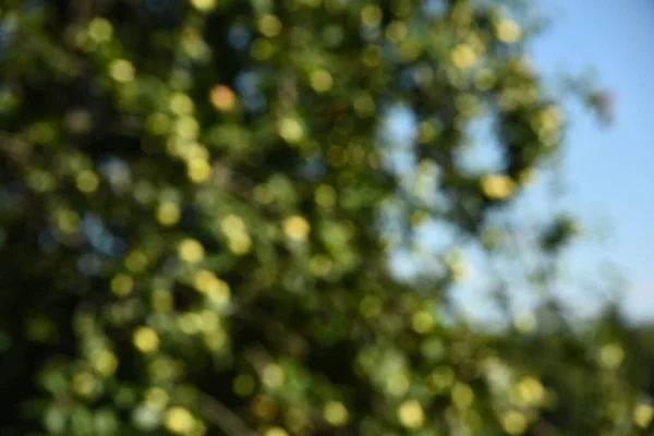 Green bokeh out of focus background from green apple leaves and yellow apples