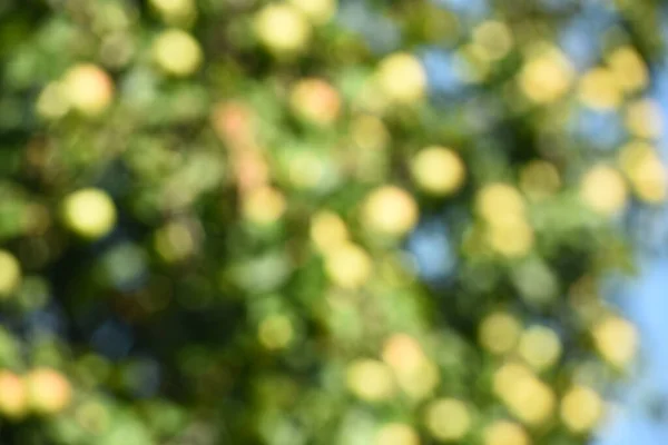 Green bokeh out of focus background from green apple leaves and yellow apples