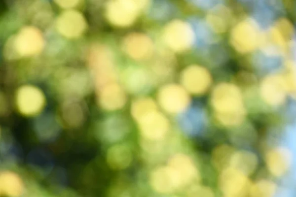 Green bokeh out of focus background from green apple leaves and yellow apples