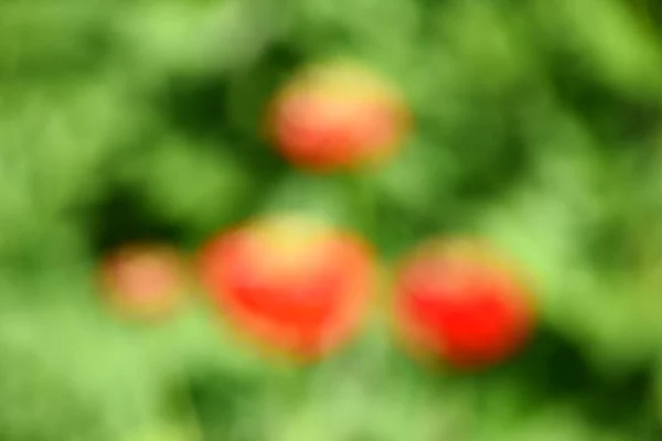 Red Pink Bokeh Out Focus Background Green Garden Blurred Flower — Foto Stock