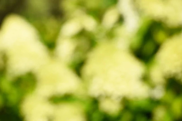 Abstract summer background texture of white flowers in the garden. Blurred green and white flower background