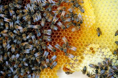  Arılar bal hücreleri üzerinde çalışıyor. Yuvadaki bir grup yabani arı bal yapıyor                              