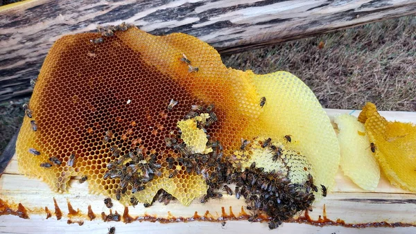 ミツバチは蜂蜜の細胞で働いています 巣の上の野生の蜂の束は蜂蜜を作る — ストック写真