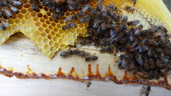 벌들은 세포를 연구하고 있습니다 둥지에 만든다 — 스톡 사진