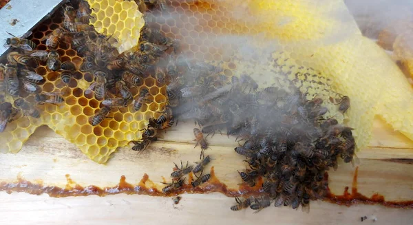 Μέλισσες Που Εργάζονται Κύτταρα Μελιού Ένα Μάτσο Άγριες Μέλισσες Στη — Φωτογραφία Αρχείου