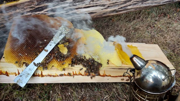 Včely Pracují Medových Buňkách Banda Divokých Včel Hnízdě Dělá Med — Stock fotografie
