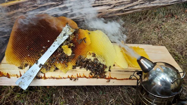 Včely Pracují Medových Buňkách Banda Divokých Včel Hnízdě Dělá Med — Stock fotografie