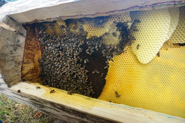 Méhek Mézsejteken Dolgoznak Egy Csomó Vad Méh Fészekben Mézet Csinál — Stock Fotó