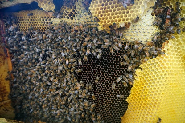 Pszczoły Pracujące Nad Komórkami Miodu Zgraja Dzikich Pszczół Gnieździe Robi — Zdjęcie stockowe