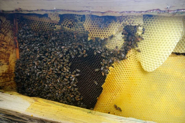 Пчелы Работают Над Медовыми Клетками Пучок Диких Пчел Гнезде Делают — стоковое фото