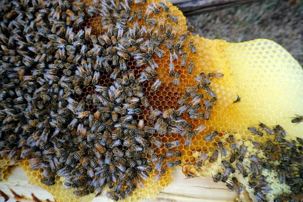 Abejas Trabajando Células Miel Montón Abejas Silvestres Nido Hacen Miel — Foto de Stock