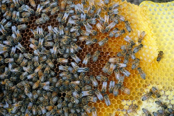 Bees Working Honey Cells Bunch Wild Bees Nest Make Honey — Stock Photo, Image