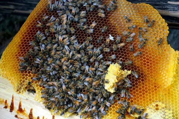 Бджоли Працюють Медових Клітинах Купа Диких Бджіл Гнізді Роблять Мед — стокове фото