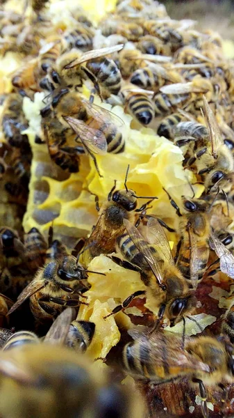 Бджоли Медовому Комбінаті Постріл Макросів Вибірковий Фокус — стокове фото
