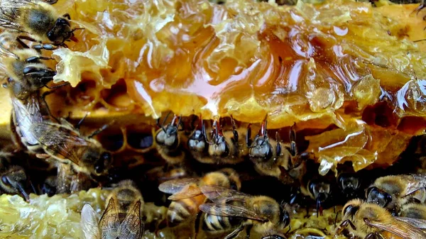 Μέλισσες Κηρήθρα Μακρό Πλάνο Επιλεκτική Εστίαση — Φωτογραφία Αρχείου
