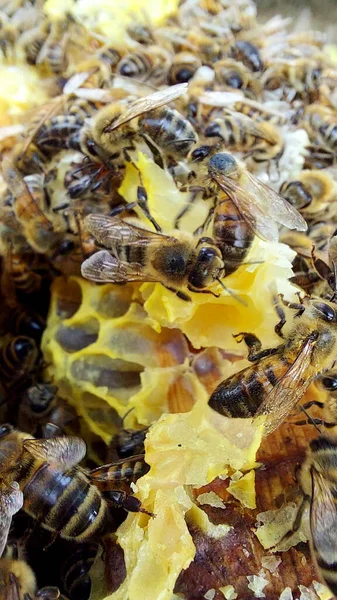 Bin Bikaka Makroskott Selektivt Fokus — Stockfoto