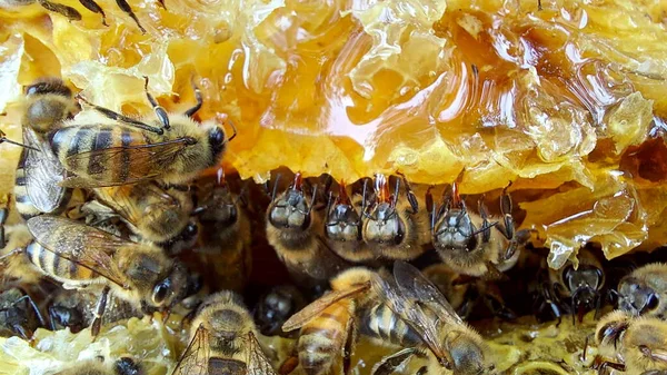 Bal Peteğindeki Arılar Makro Çekim Seçici Odaklanma — Stok fotoğraf