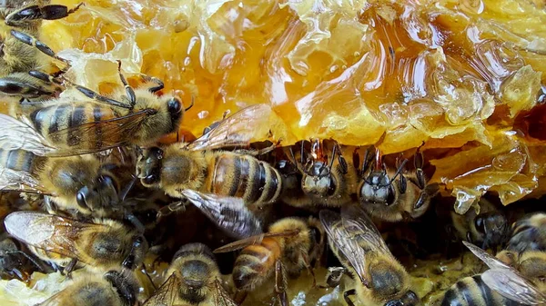 Bees Honeycomb Macro Shot Selective Focus — Stock Photo, Image