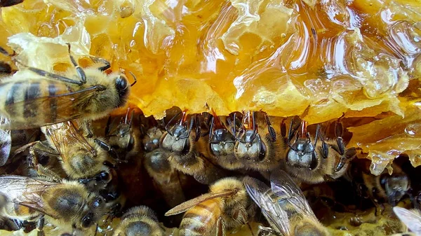 Bal Peteğindeki Arılar Makro Çekim Seçici Odaklanma — Stok fotoğraf