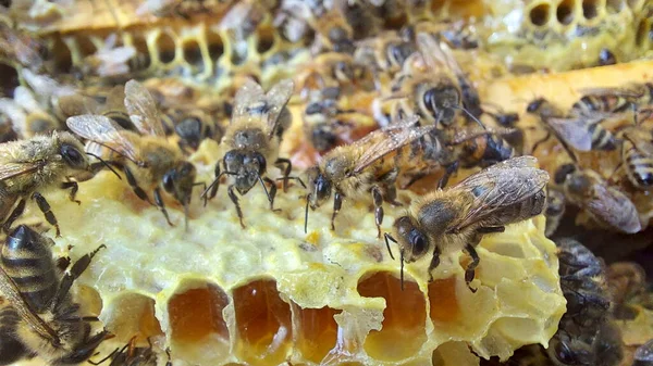 Bal Peteğindeki Arılar Makro Çekim Seçici Odaklanma — Stok fotoğraf