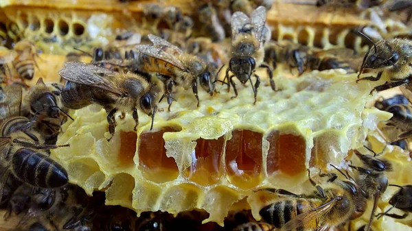 Méhek Méhsejtszerkezetű Makrofotós Szelektív Fókusz — Stock Fotó