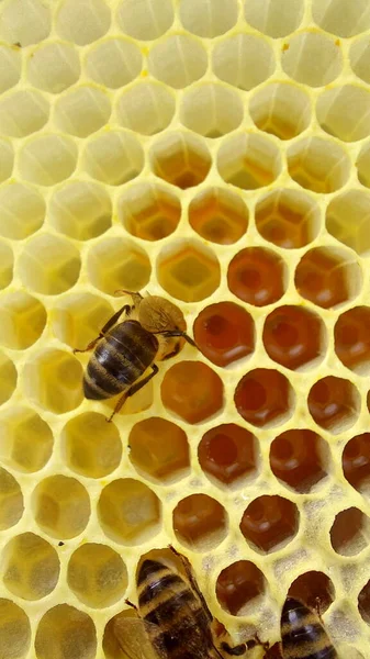 Bees Honeycomb Macro Shot Selective Focus — Stock Photo, Image