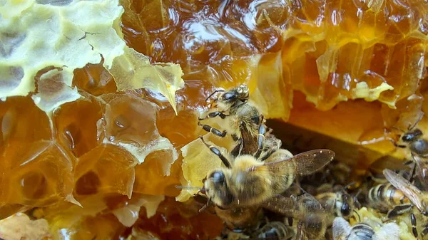 Abejas Panal Macro Shot Enfoque Selectivo —  Fotos de Stock